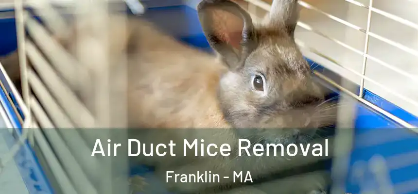 Air Duct Mice Removal Franklin - MA